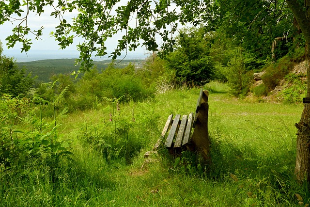 锁喉裁判 锁喉裁判